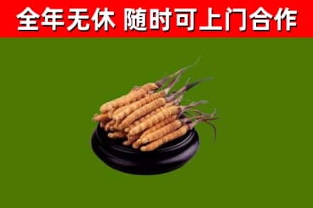 平阳县烟酒回收冬虫夏草.jpg
