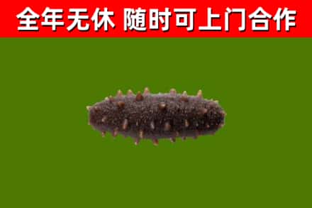 平阳县烟酒回收干海参.jpg